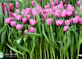 Tulipa Double Price ® (2)